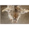 Image 3 : WOLF Hide or Pelt