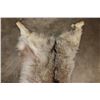 Image 4 : WOLF Hide or Pelt