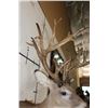 Image 10 : Big 27-Point WHITETAIL DEER Buck Shoulder Mount with *Real* Removable Antlers