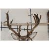 Image 11 : Big 27-Point WHITETAIL DEER Buck Shoulder Mount with *Real* Removable Antlers