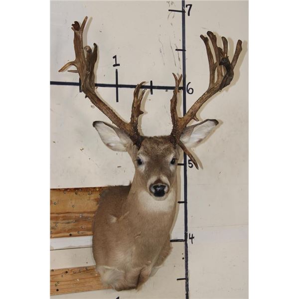 Big 27-Point WHITETAIL DEER Buck Shoulder Mount with *Real* Removable Antlers