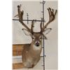 Image 1 : Big 27-Point WHITETAIL DEER Buck Shoulder Mount with *Real* Removable Antlers