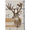 Image 2 : Big 27-Point WHITETAIL DEER Buck Shoulder Mount with *Real* Removable Antlers