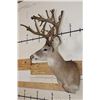 Image 3 : Big 27-Point WHITETAIL DEER Buck Shoulder Mount with *Real* Removable Antlers