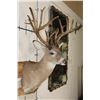 Image 4 : Big 27-Point WHITETAIL DEER Buck Shoulder Mount with *Real* Removable Antlers