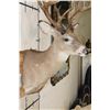 Image 5 : Big 27-Point WHITETAIL DEER Buck Shoulder Mount with *Real* Removable Antlers