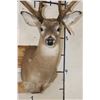 Image 6 : Big 27-Point WHITETAIL DEER Buck Shoulder Mount with *Real* Removable Antlers