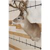 Image 7 : Big 27-Point WHITETAIL DEER Buck Shoulder Mount with *Real* Removable Antlers