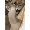 Image 8 : Big 27-Point WHITETAIL DEER Buck Shoulder Mount with *Real* Removable Antlers