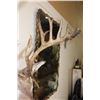 Image 9 : Big 27-Point WHITETAIL DEER Buck Shoulder Mount with *Real* Removable Antlers