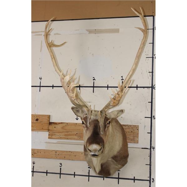26-Point Double Shovel CARIBOU Shoulder Mount