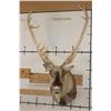 Image 1 : 26-Point Double Shovel CARIBOU Shoulder Mount