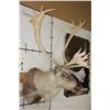 Image 3 : 26-Point Double Shovel CARIBOU Shoulder Mount