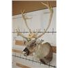 Image 4 : 26-Point Double Shovel CARIBOU Shoulder Mount