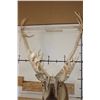Image 8 : 26-Point Double Shovel CARIBOU Shoulder Mount