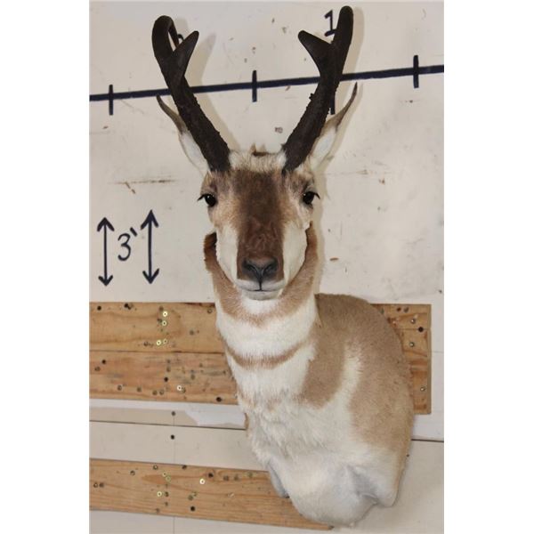 *Like New* PRONGHORN Shoulder Mount