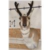 Image 1 : *Like New* PRONGHORN Shoulder Mount
