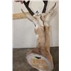 Image 8 : *Like New* PRONGHORN Shoulder Mount