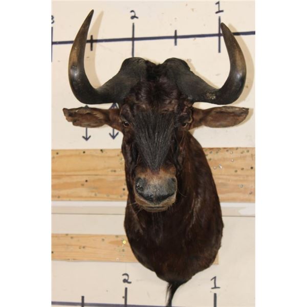 BLACK WILDEBEEST Shoulder Mount