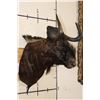 Image 3 : BLACK WILDEBEEST Shoulder Mount