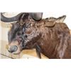 Image 5 : BLACK WILDEBEEST Shoulder Mount