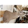 Image 10 : Big 25-Point WHITETAIL DEER Shoulder Mount