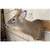 Image 11 : Big 25-Point WHITETAIL DEER Shoulder Mount
