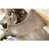 Image 12 : Big 25-Point WHITETAIL DEER Shoulder Mount