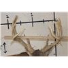 Image 13 : Big 25-Point WHITETAIL DEER Shoulder Mount