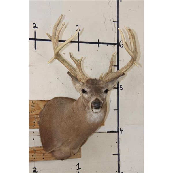 Big 25-Point WHITETAIL DEER Shoulder Mount