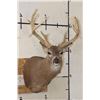 Image 1 : Big 25-Point WHITETAIL DEER Shoulder Mount