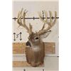 Image 2 : Big 25-Point WHITETAIL DEER Shoulder Mount