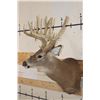 Image 3 : Big 25-Point WHITETAIL DEER Shoulder Mount
