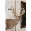 Image 4 : Big 25-Point WHITETAIL DEER Shoulder Mount