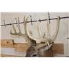 Image 5 : Big 25-Point WHITETAIL DEER Shoulder Mount