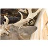 Image 6 : Big 25-Point WHITETAIL DEER Shoulder Mount