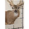 Image 9 : Big 25-Point WHITETAIL DEER Shoulder Mount