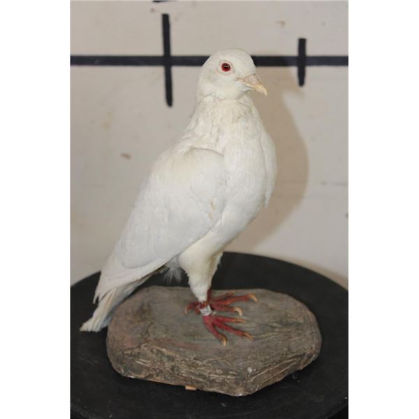 *Rarely Seen* Life-sized RACING PIGEON on a simulated Rock Base