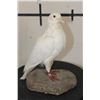 Image 1 : *Rarely Seen* Life-sized RACING PIGEON on a simulated Rock Base
