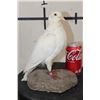 Image 2 : *Rarely Seen* Life-sized RACING PIGEON on a simulated Rock Base
