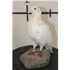 Image 4 : *Rarely Seen* Life-sized RACING PIGEON on a simulated Rock Base