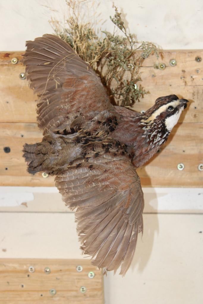 Life-sized Flying NORTHERN BOBWHITE QUAIL on a Wall Hanger with Foliage