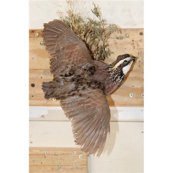 Life-sized Flying NORTHERN BOBWHITE QUAIL on a Wall Hanger with Foliage