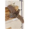 Image 3 : Life-sized Flying NORTHERN BOBWHITE QUAIL on a Wall Hanger with Foliage