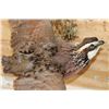 Image 4 : Life-sized Flying NORTHERN BOBWHITE QUAIL on a Wall Hanger with Foliage