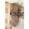 Image 5 : Life-sized Flying NORTHERN BOBWHITE QUAIL on a Wall Hanger with Foliage