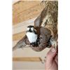 Image 7 : Life-sized Flying NORTHERN BOBWHITE QUAIL on a Wall Hanger with Foliage