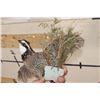 Image 8 : Life-sized Flying NORTHERN BOBWHITE QUAIL on a Wall Hanger with Foliage