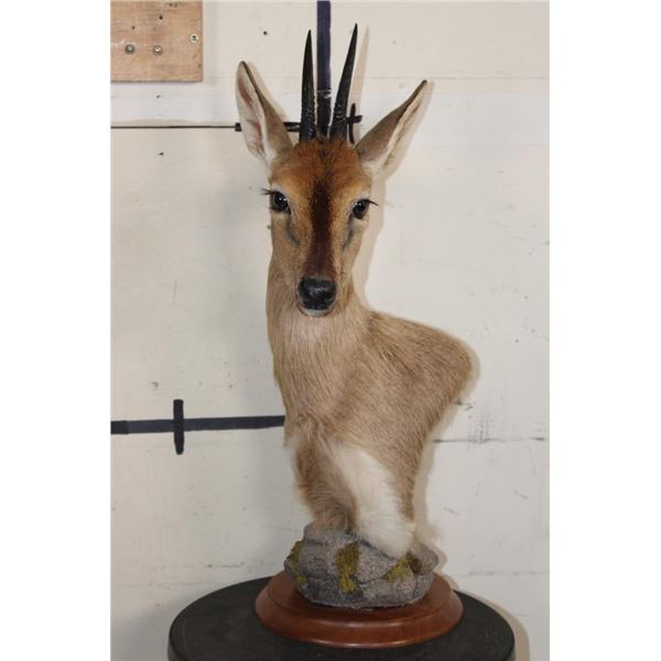 COMMON DUIKER Pedestal Mount on a Round Wooden Base