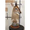 Image 3 : COMMON DUIKER Pedestal Mount on a Round Wooden Base